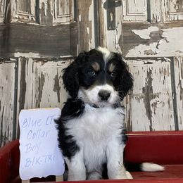 Boy 1 - Aussiedoodle puppy from Silvercreek Aussies and doodles