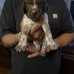 Reagan - Liver and white male German Shorthaired Pointer puppy in Eagle Pass, Texas from Rockin’ RMB