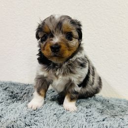 Sally - Blue merle female Toy Australian Shepherd puppy in Gillette, Wyoming from Cockburn’s Toy and Mini Australian Shepherds