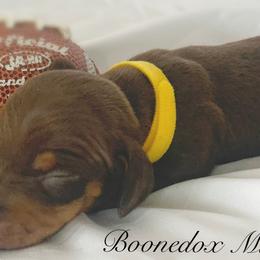 Dachshund Puppies from Marissa's Dachshunds (BooneDox Mini Dachshunds)