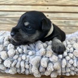 Flint - Salt and pepper male Miniature Schnauzer puppy in Dawson, Georgia from Faith Farm Miniature Schnauzers