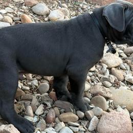 Dasher - Gray male Cane Corso puppy in Utah from 3Lake Kennelz