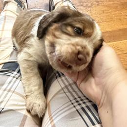 Bash (Nico - black collar) - Tri-Roan male English Springer Spaniel puppy in Statesville, North Carolina from Rockin’ Slow Farms