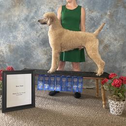 Thorn - Poodle