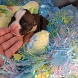 Boy 1 - Brindle male Boxer puppy in Pikeville, Kentucky from Boxers of Whispered Wishes