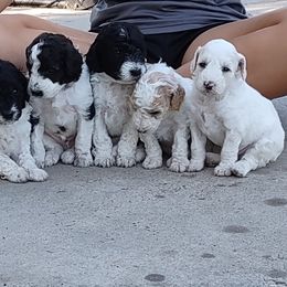 Aussiedoodle and Poodle Puppies from Ray Poodles