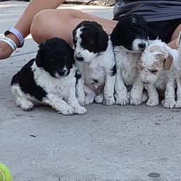 Aussiedoodle and Poodle Puppies from Ray Poodles