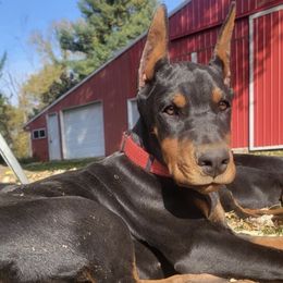 Doberman Pinscher Puppies from JM Dobermans