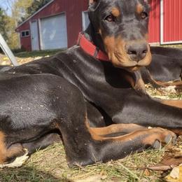 Doberman Pinscher Puppies from JM Dobermans