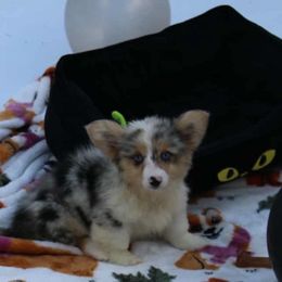 Girl 3 orange collar - Blue female Pembroke Welsh Corgi puppy in Mountain View, Hawaii from Celtic Corgis
