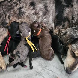 Dachshund puppies from FleuryDachs