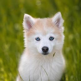 Willow - Merle female Pomsky puppy in Coos Bay, Oregon from Ocean View Pomskies