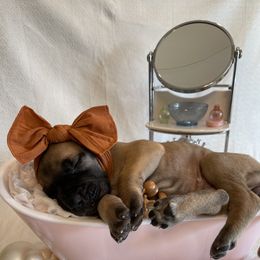 Great Dane Puppies from Lazuli Great Danes