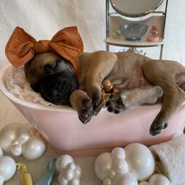 Great Dane Puppies from Lazuli Great Danes