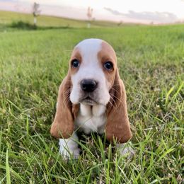 PG5 - Red and white female Basset Hound puppy in Britton, South Dakota from K&S Canines