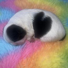 Girl1 - Black and white female Shih Tzu puppy in Citrus Heights, California from The Lion dog Shih Tzu