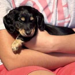 Fred AKC GC - Black and cream male Dachshund puppy in El Dorado, Arkansas from LovelylilDoxies
