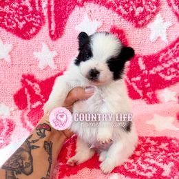 Charlie - Black parti male Pomeranian puppy in Idaho Falls, Idaho from Country Life Pomeranians