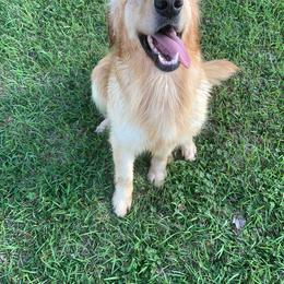 Piper - Golden Retriever