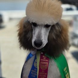 Poodles from Beltane Standard Poodles
