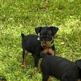 Video Blaire - Black and rust female Miniature Pinscher puppy in Eatonton, Georgia from TNT Puppies