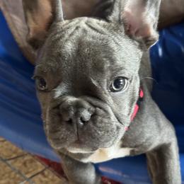 French Bulldog Puppies from Couture’s Frenchies
