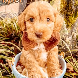 Piglet - Caramel male Australian Labradoodle puppy in Decatur, Alabama from Southern Meadows Doodles