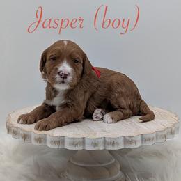 Jasper - Red  male Goldendoodle puppy in Beverly Hills, Florida from Bundle of Joy Doodles