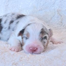 Boy 2 - Blue merle male Australian Shepherd puppy in Leavenworth, Kansas from Silverbrook Australian Shepherds