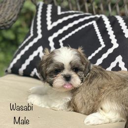 Shih Tzu Puppies from Bay Area Shih Tzu