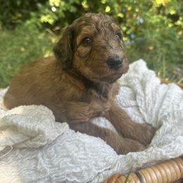 Goldendoodle Puppies from David's Doodles