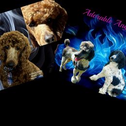 Poodle puppies from Elliott's Elite Puppies