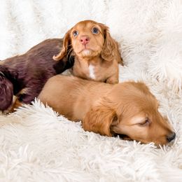 Dachshund Puppies from DachiesDash