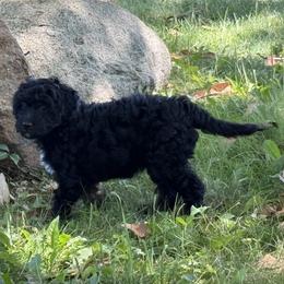 Sissy - Black phantom female Aussiedoodle puppy in Columbiaville, Michigan from Blue Eyes Aussies