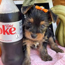 Tiny Girl 3 - Black and gold female Yorkshire Terrier puppy in Charleston, West Virginia from Mountain State Puppies