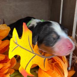 Oakley - Tri-color male Bernedoodle puppy in Gilbert, Arizona from The Berne Barn... it’s a Doodle thing!