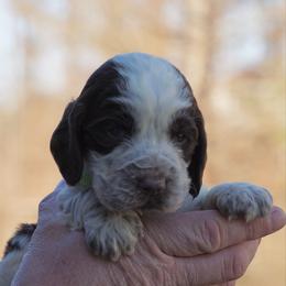 Lime Green - Liver white and roan male English Springer Spaniel puppy in Tabor City, North Carolina from Big Bay Kennels LLC