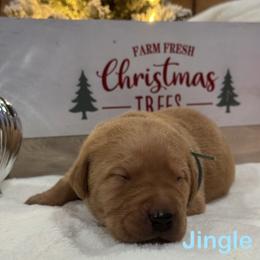 Jingle - Yellow male Labrador Retriever puppy in Tigard, Oregon from Morrison Labrador Retreivers