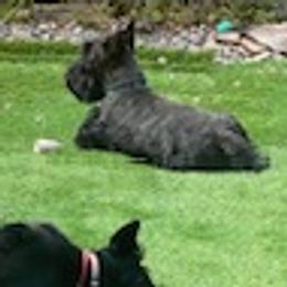 BamBam - Scottish Terrier