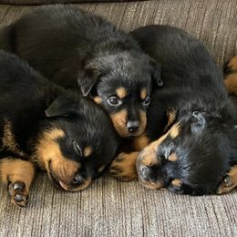 Rottweilers from Von Raven Haus Rottweilers
