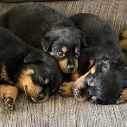 Rottweilers from Von Raven Haus Rottweilers