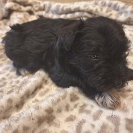 Russell - Black male Miniature Schnauzer puppy in Warrenville, South Carolina from All Paws Pet Resort