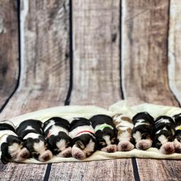 Basset Hound Puppies from Blessed Bassets