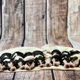 Basset Hound Puppies from Blessed Bassets