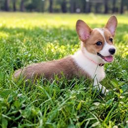 Girl 4 Miss Pink ( Bonnibel ) - White and red female Pembroke Welsh Corgi puppy in Milton, Florida from Milton Corgis ~ Azealia Acres