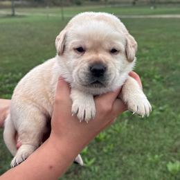 Chestnut - Yellow male Labrador Retriever puppy in Garnett, Kansas from Timberland Creek Labradors