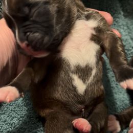 Fawn girl 3 heart - Fawn female Boxer puppy in Graham, Washington from Precious Paws Boxer puppies in WA