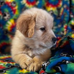 Frosty - Golden male Golden Retriever puppy in Indiana County, Pennsylvania from Liberty's Legacy Goldens