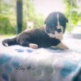 Boy 4 - Black and white male Cardigan Welsh Corgi puppy in Natchitoches. La, Louisiana from Bleu Bayou Corgis