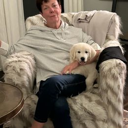 Golden Retriever Puppies from Fiddle In Gold Retrievers